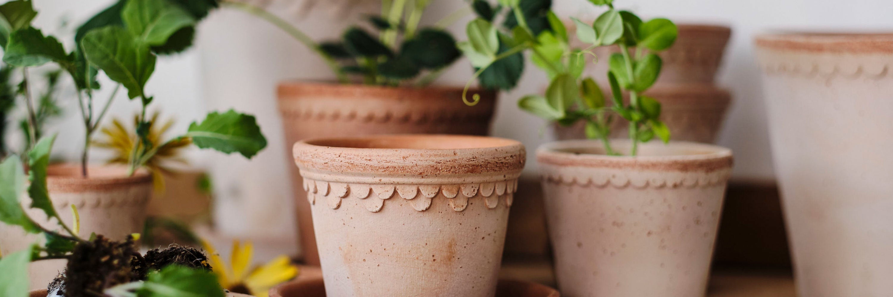 Pots + Vases