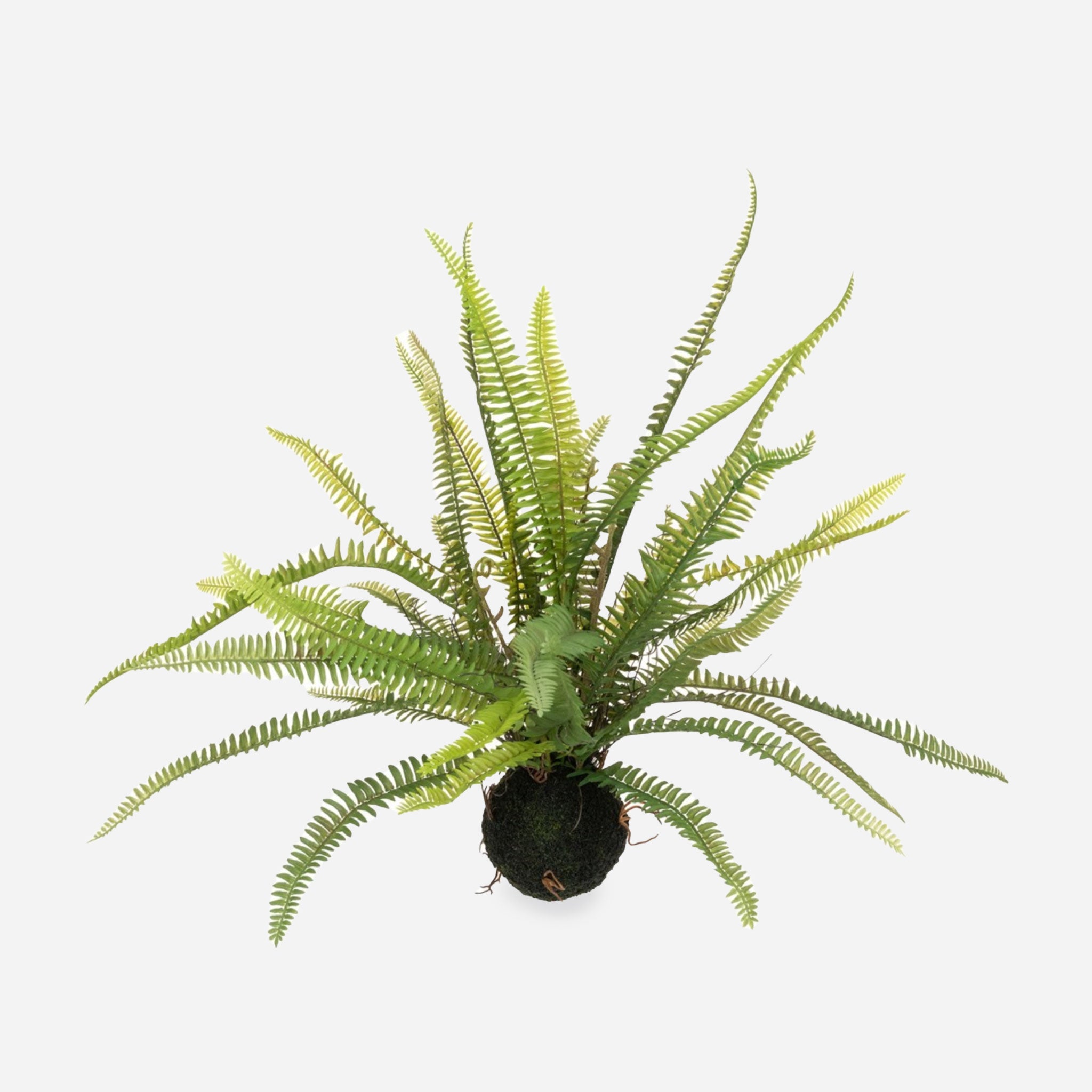 Boston Fern Soil Ball