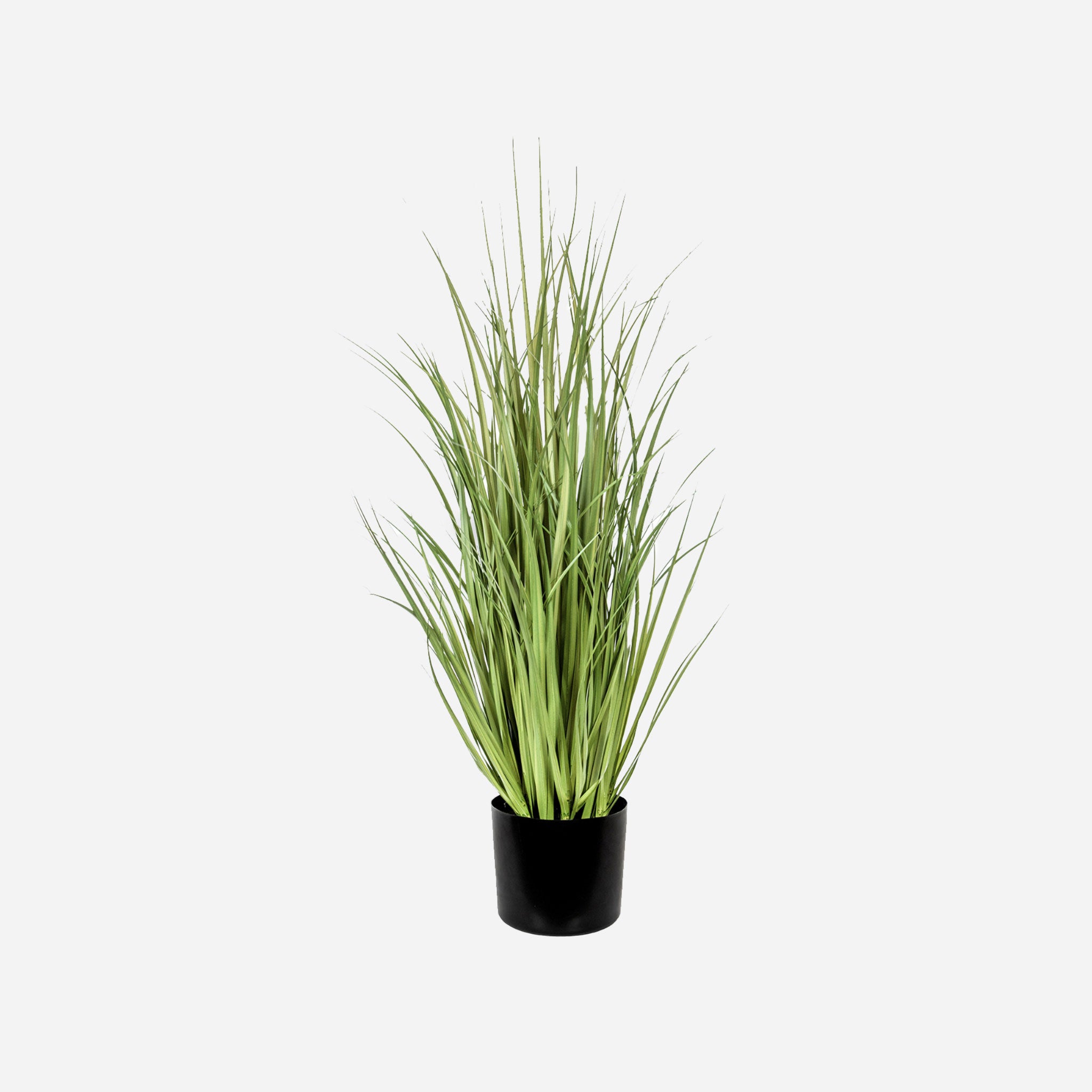 Grass Potted Plant