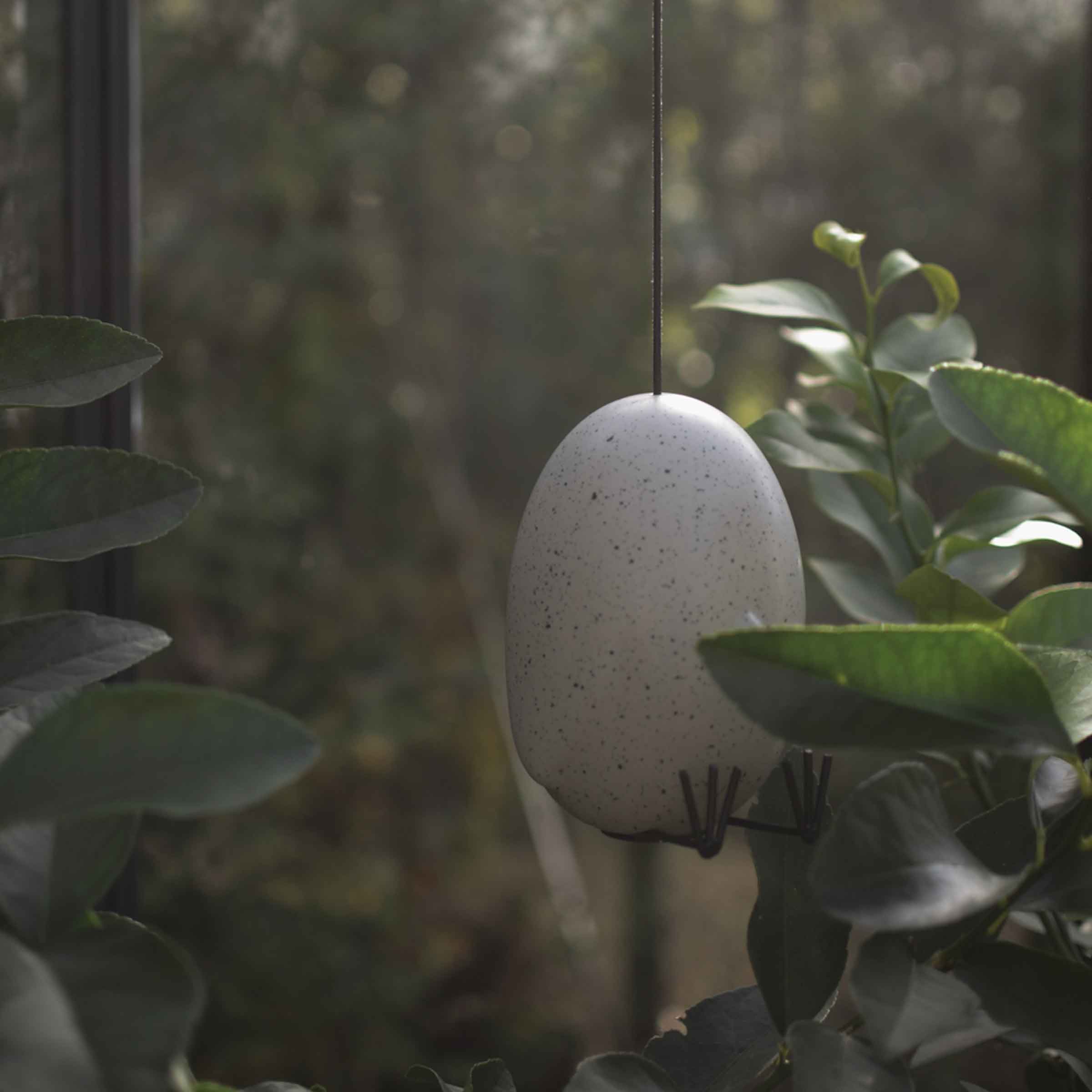 Hang Around Chicken | Mole Dot