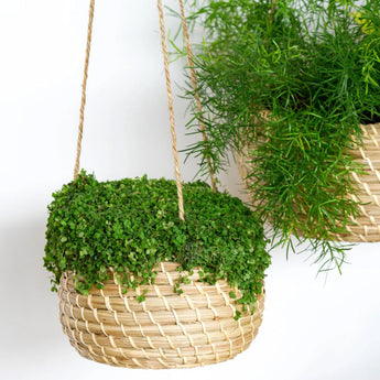 Hanging Seagrass Planter - Set of 2