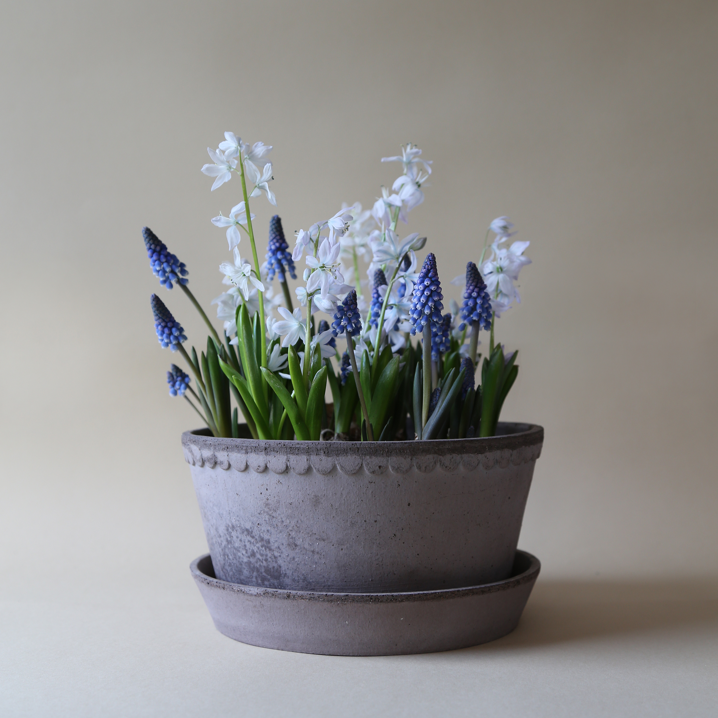 Helena Low Pot + Saucer | Grey