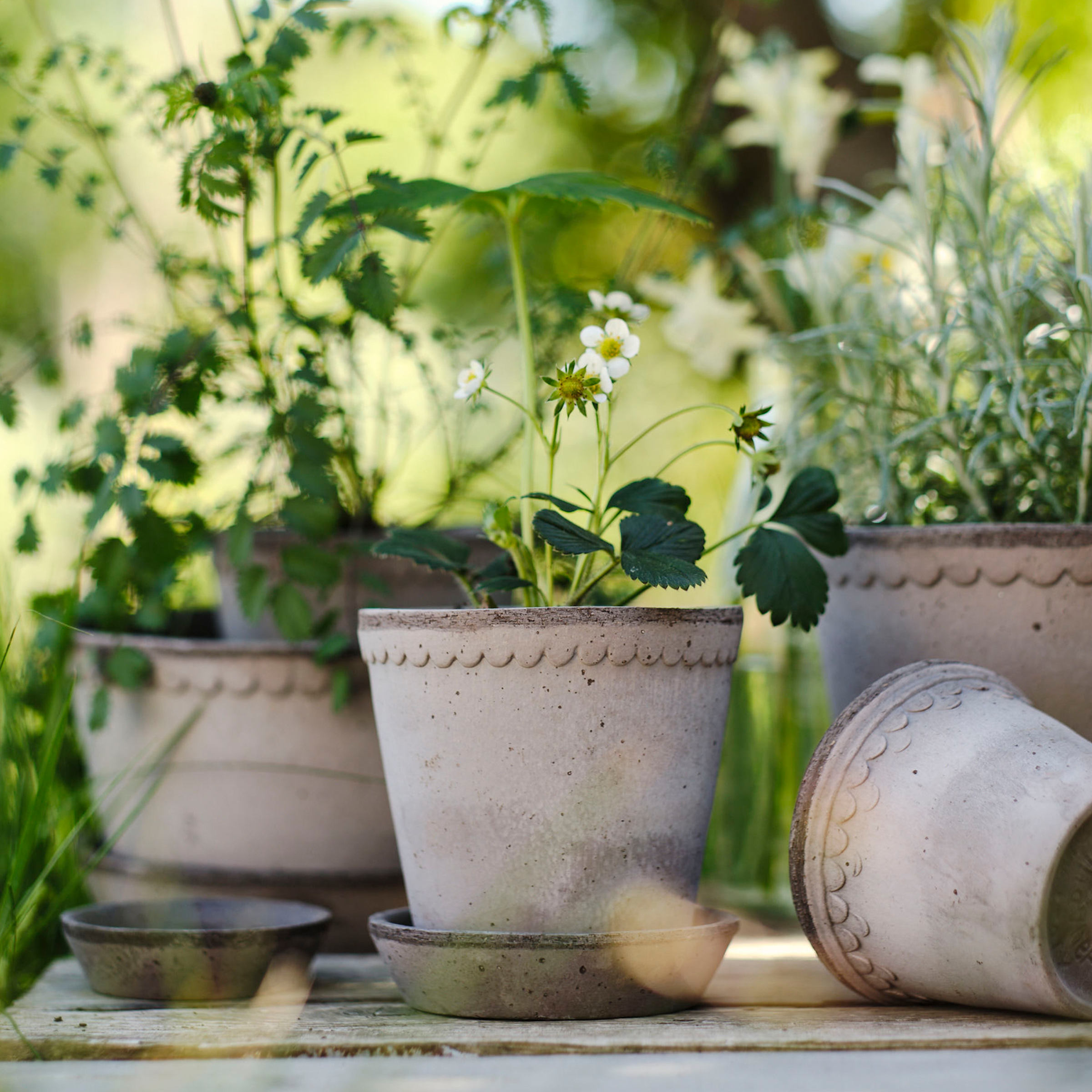 Helena Plant Pot + Saucer | Grey