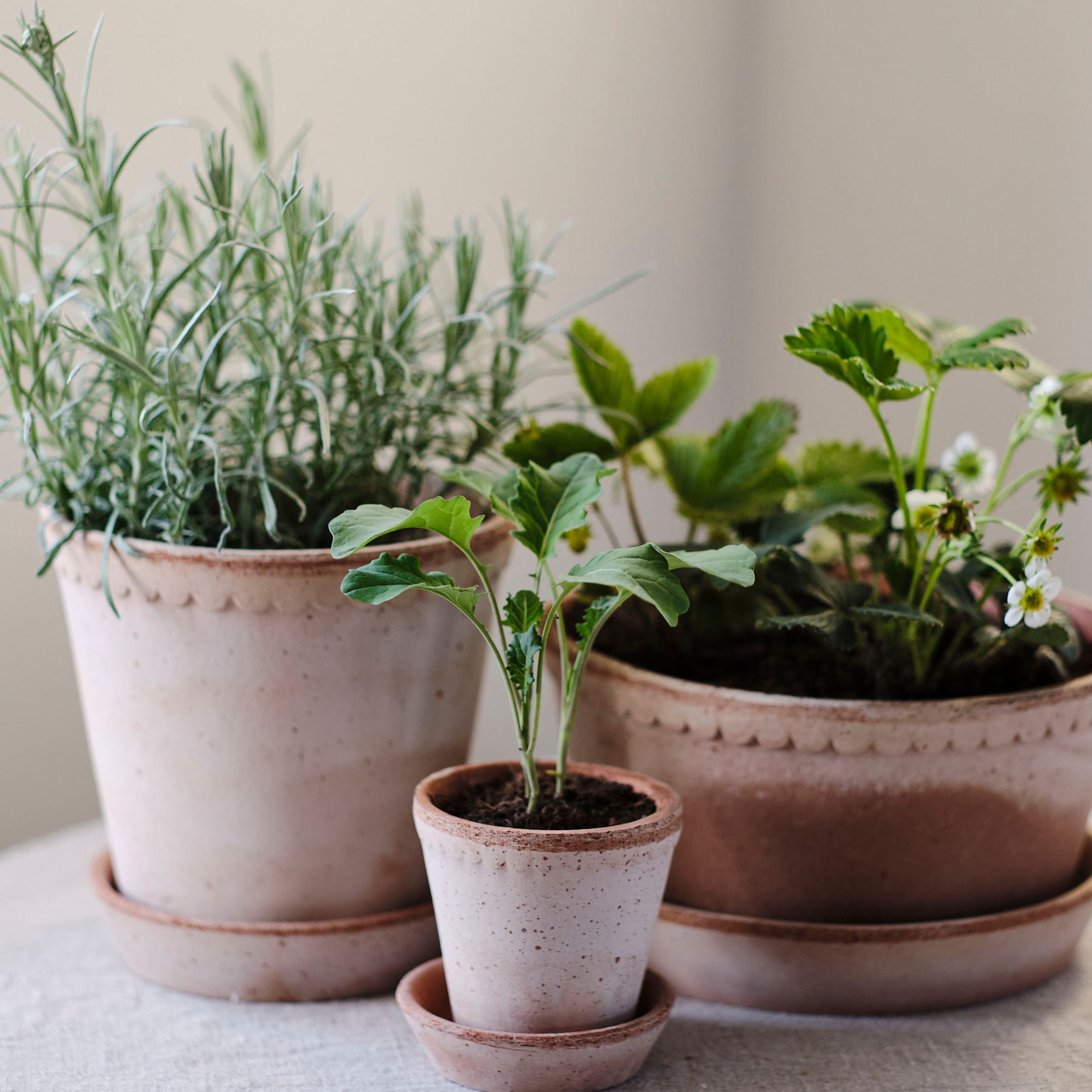 Helena Plant Pot + Saucer | Rosa