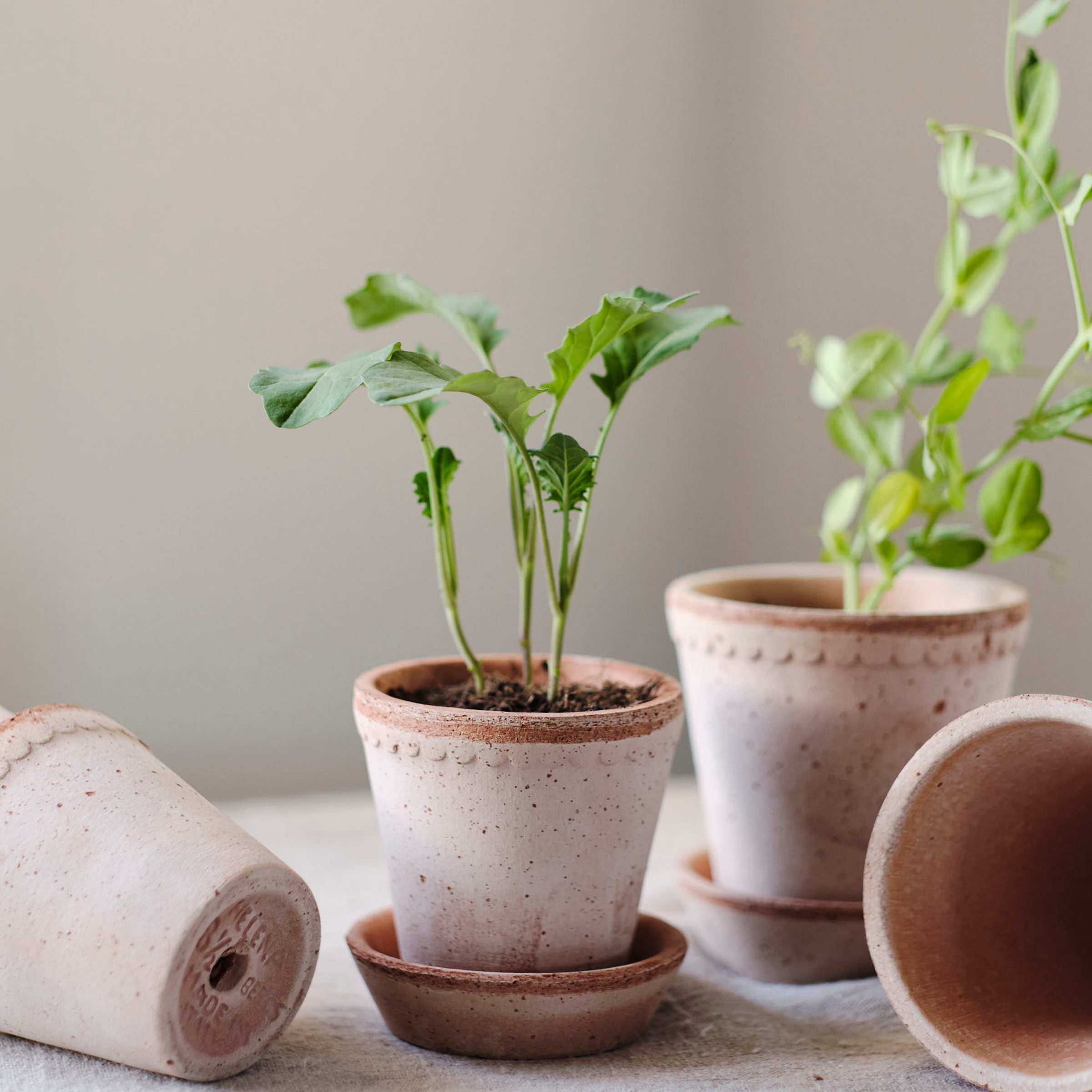 Helena Plant Pot + Saucer | Rosa