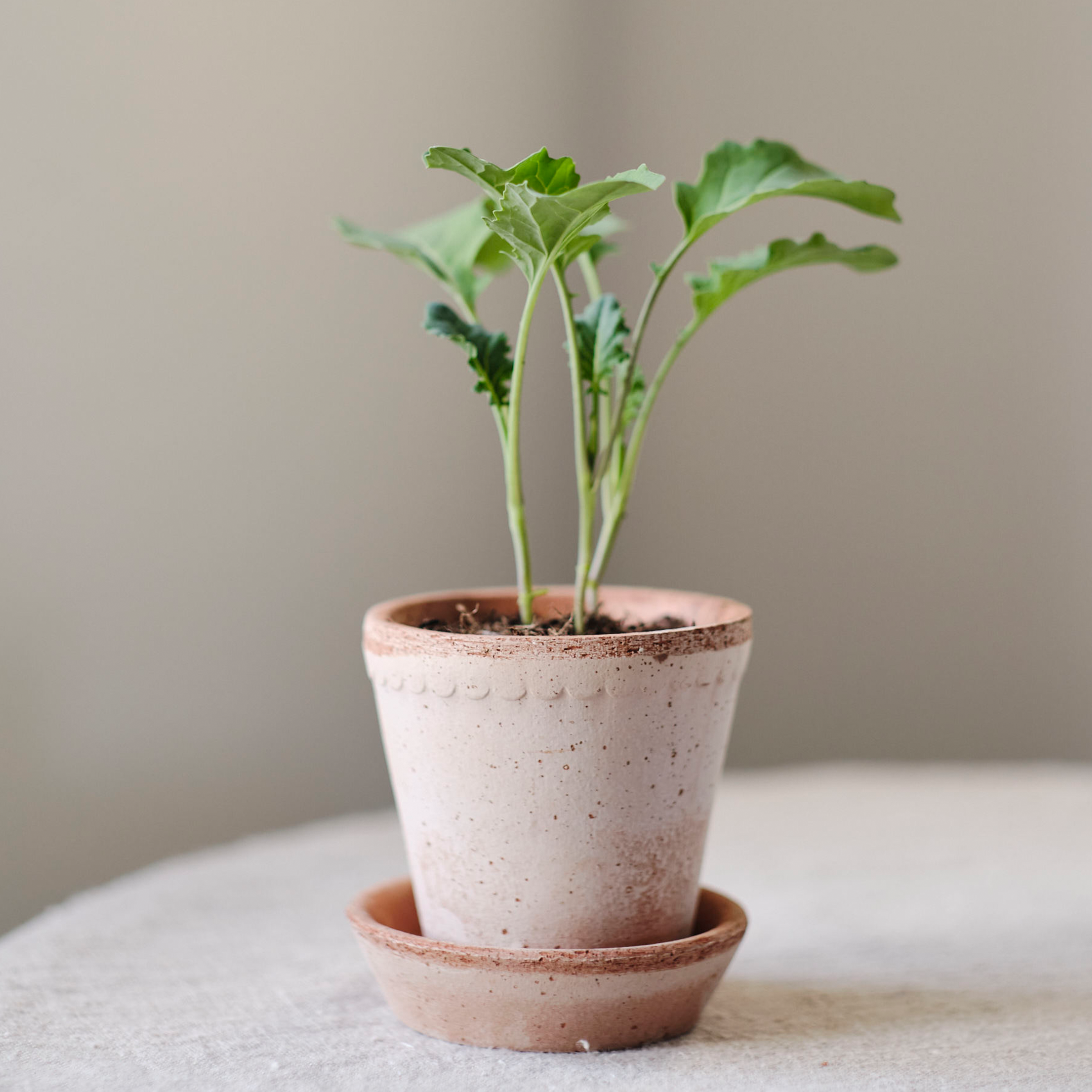 Helena Plant Pot + Saucer | Rosa