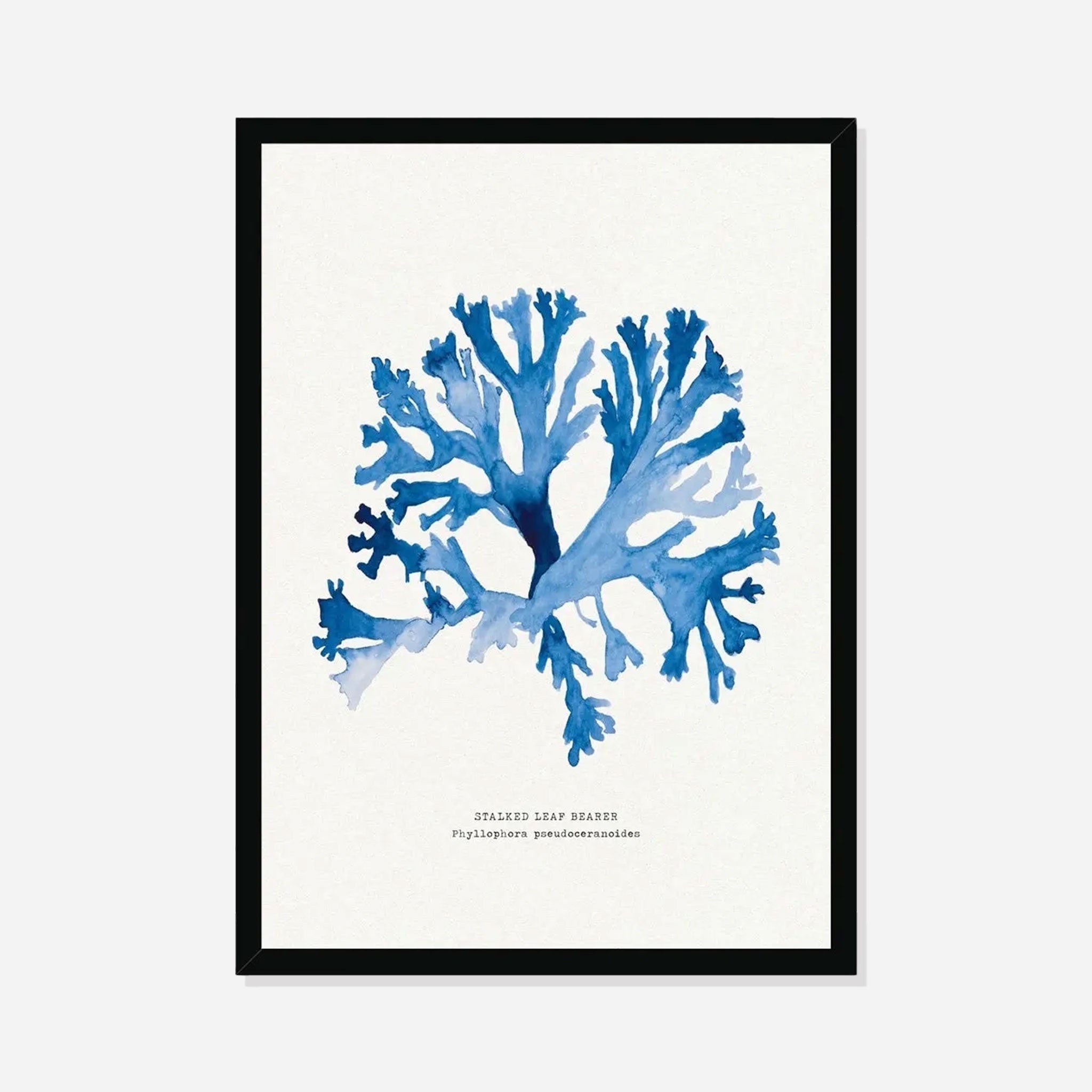 Indigo Seaweed Print Wall Art (Stalked Leaf Bearer) - Framed