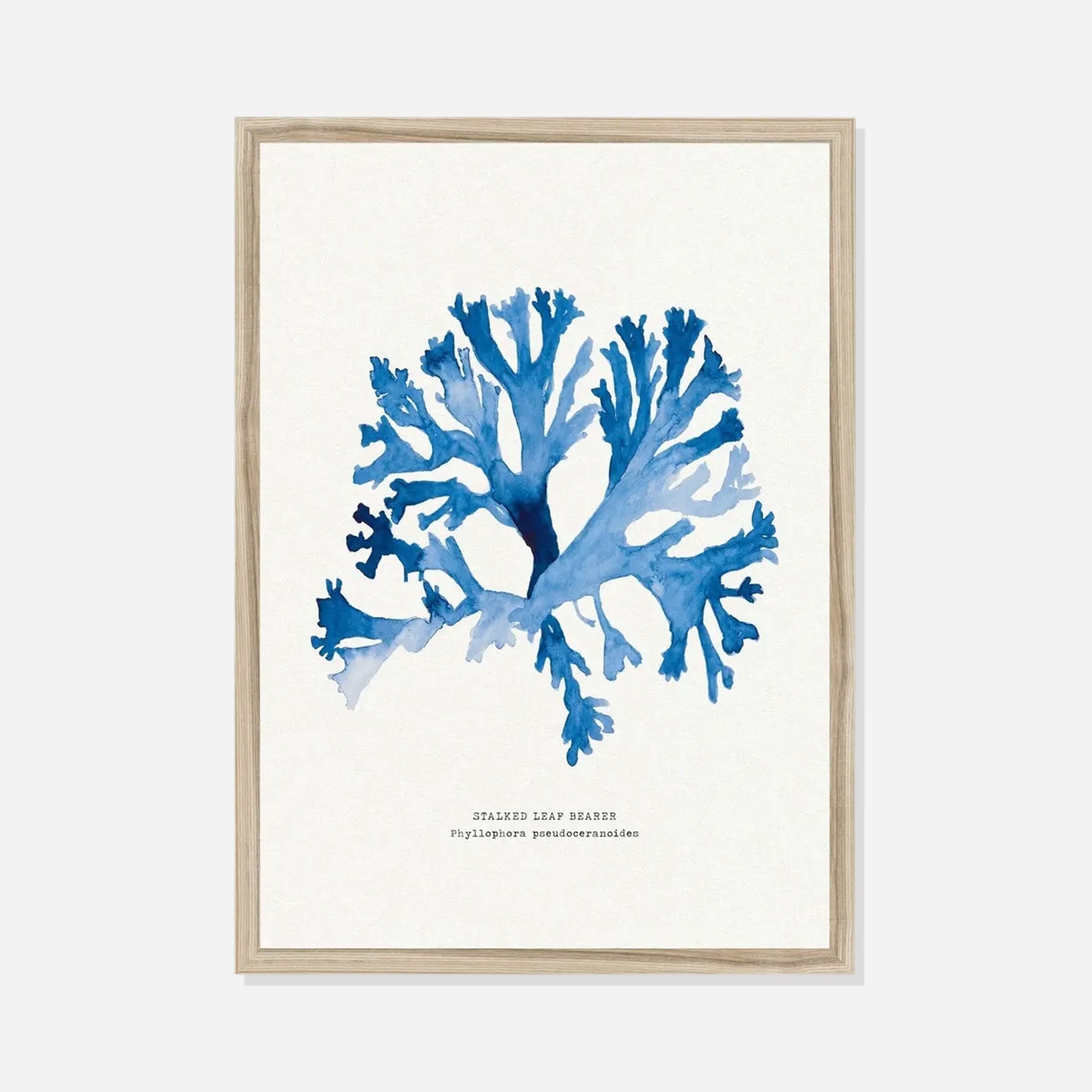 Indigo Seaweed Print Wall Art (Stalked Leaf Bearer) - Framed