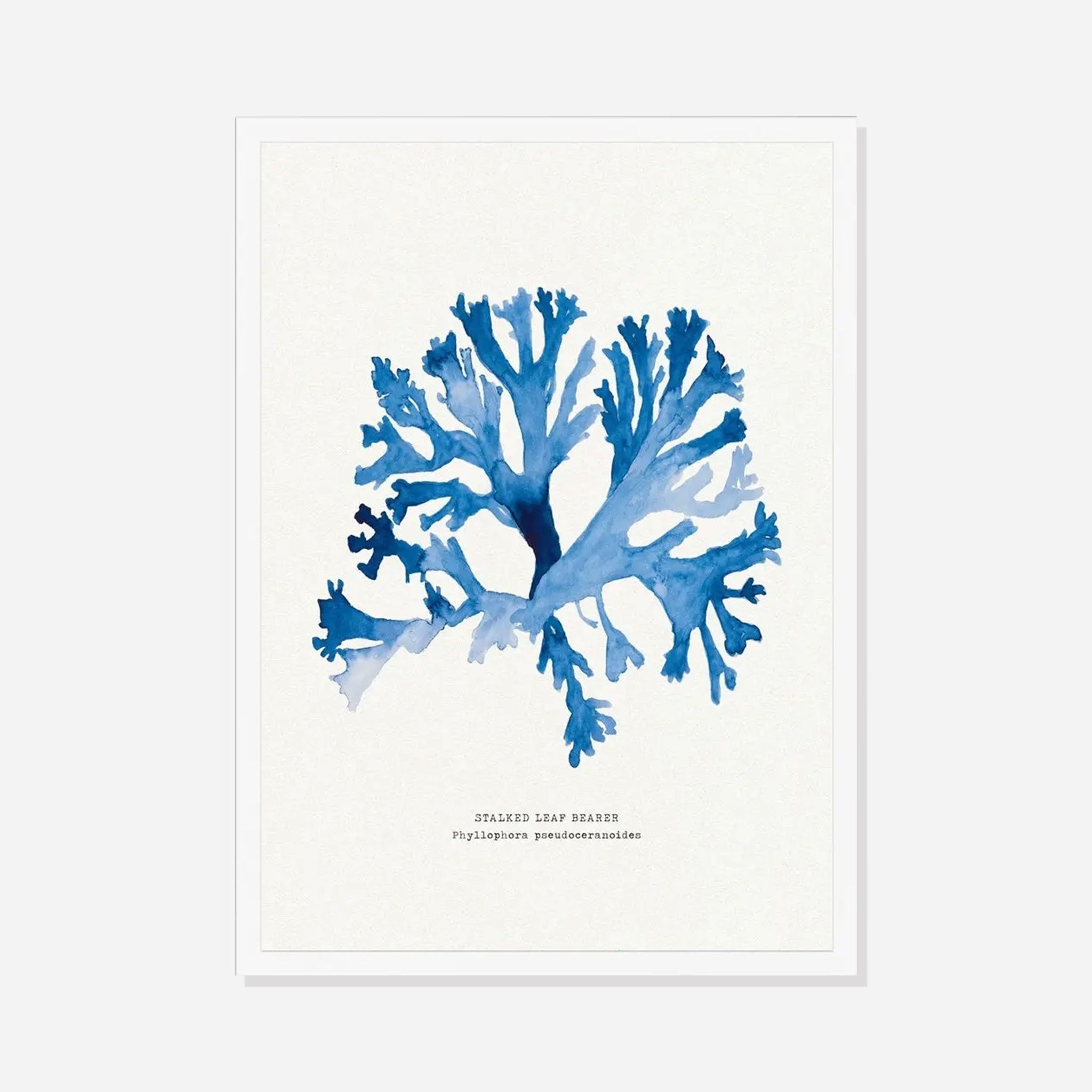 Indigo Seaweed Print Wall Art (Stalked Leaf Bearer) - Framed