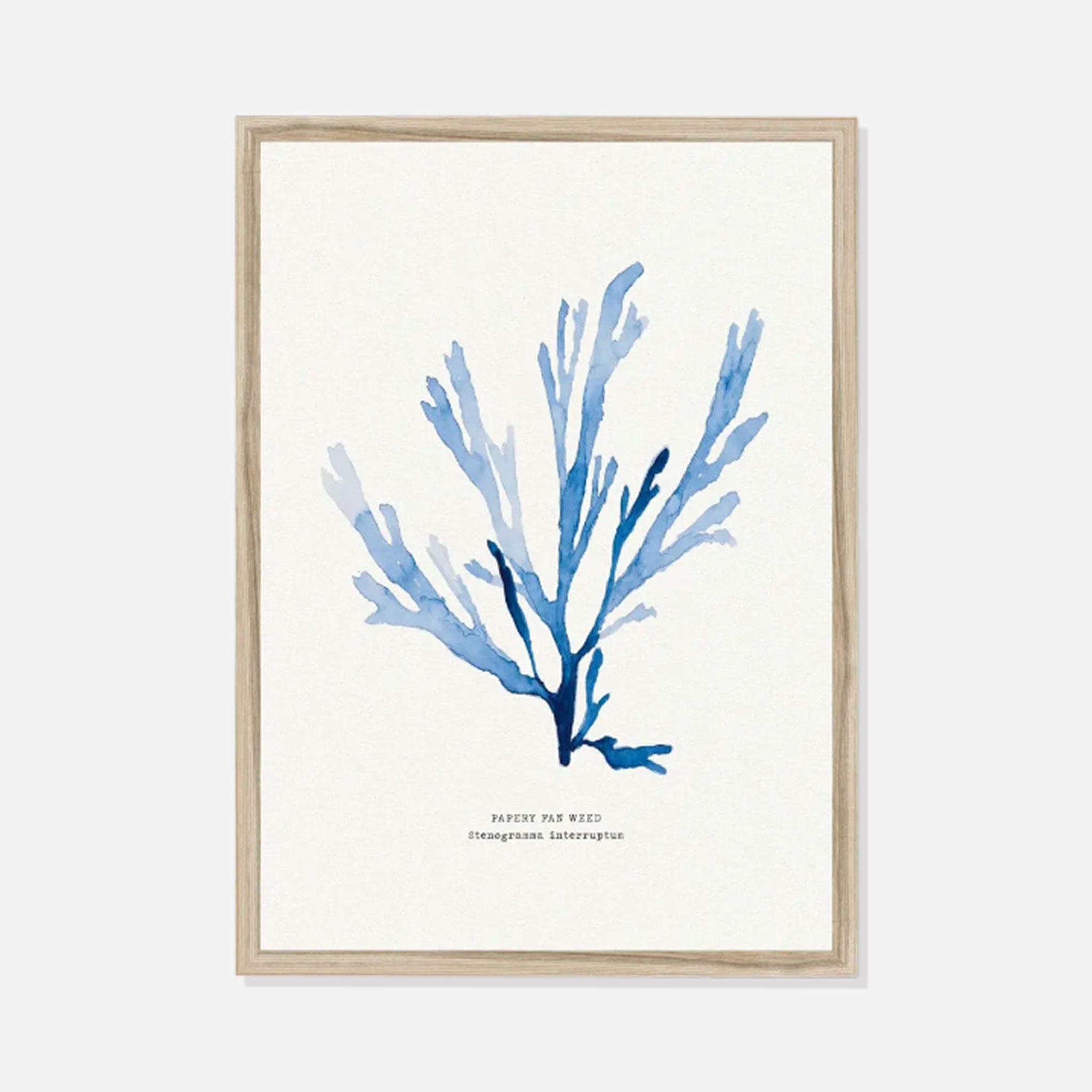 Indigo Seaweed Print Wall Art (Papery Fan Weed) - Framed