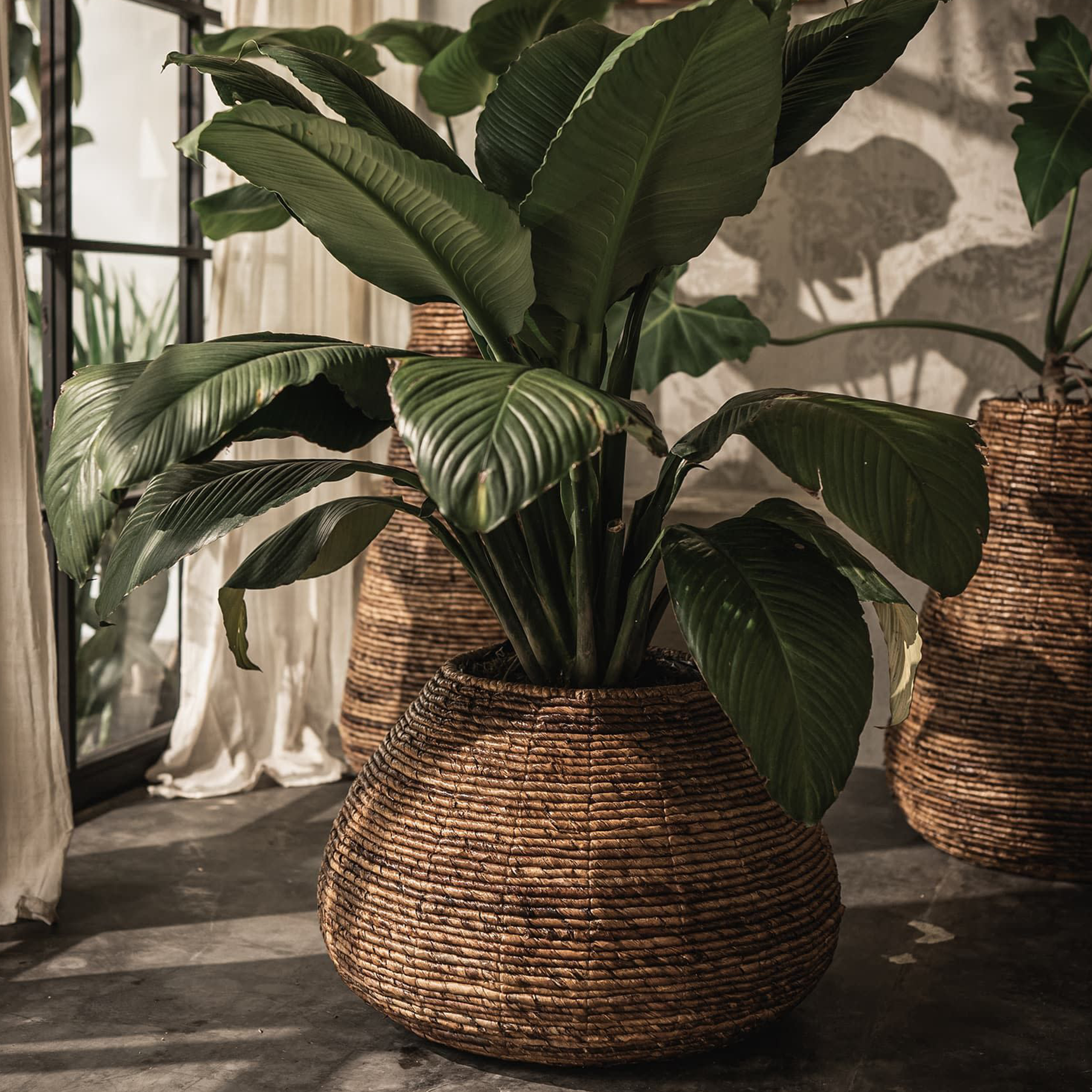 Java Planter