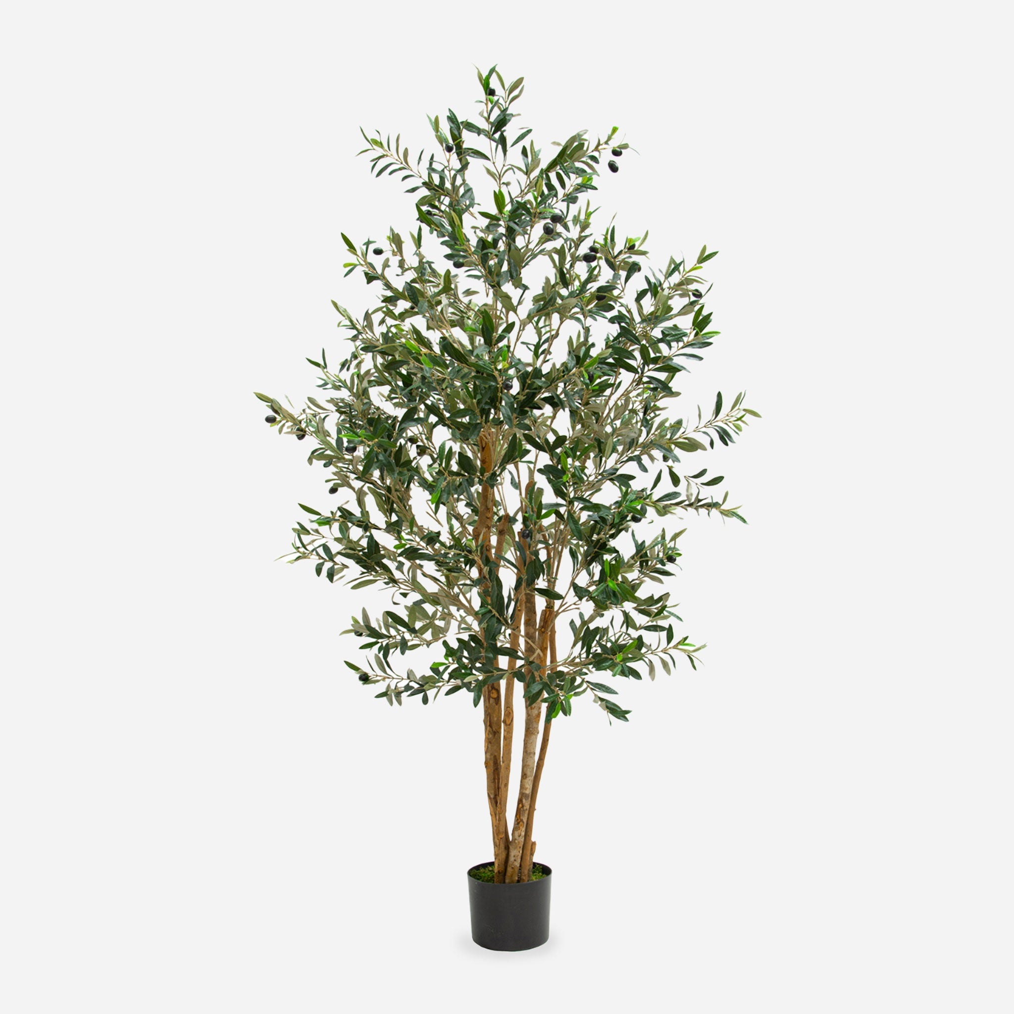 Multi Trunk Potted Olive Tree