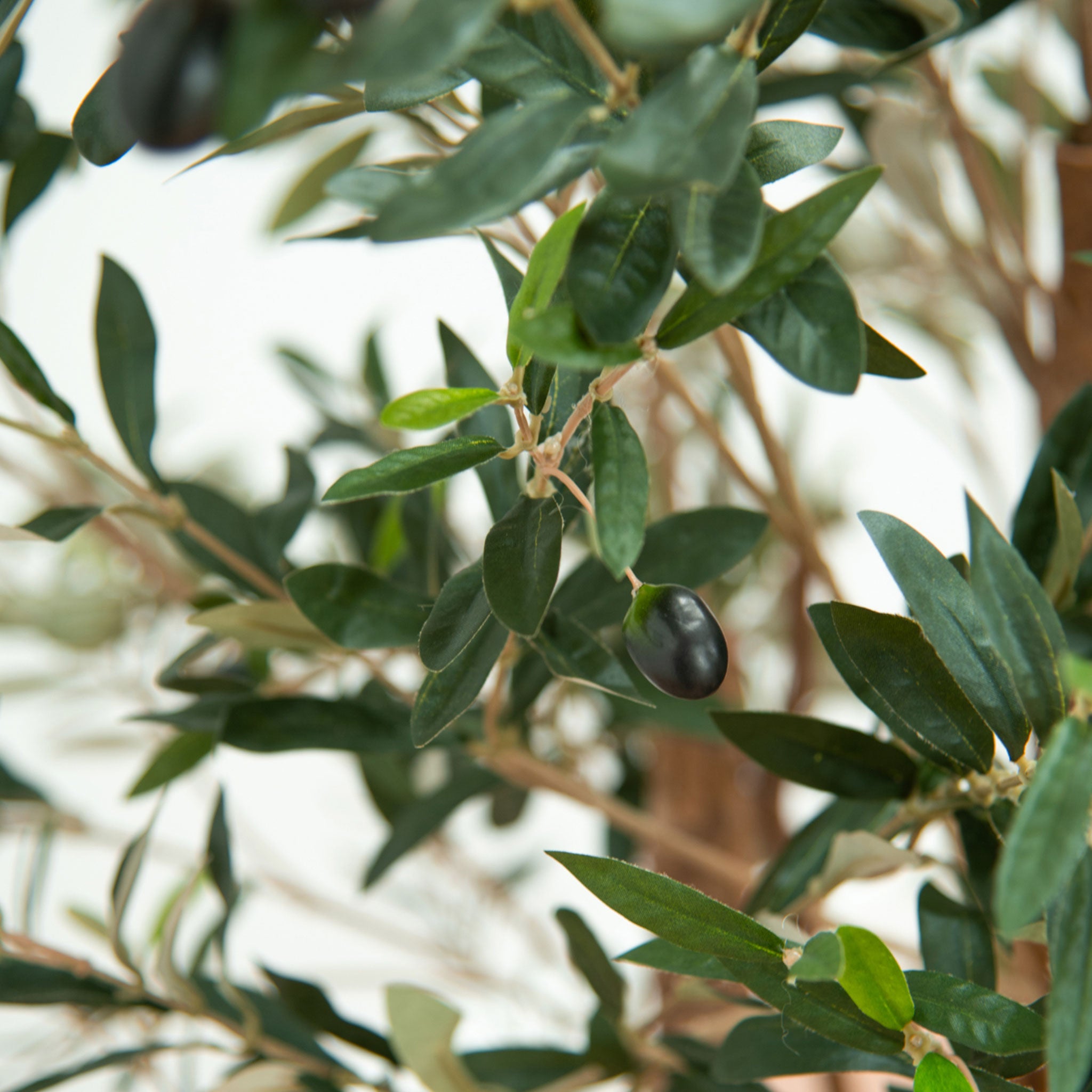 Multi Trunk Potted Olive Tree