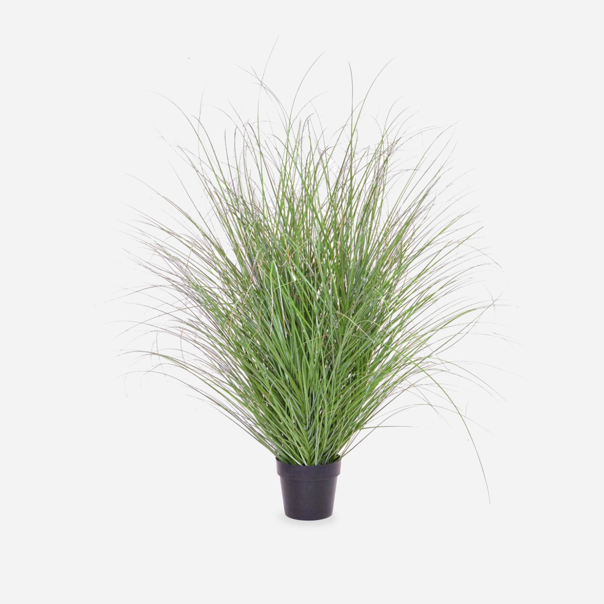 Red Tipped Potted Grass