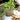Pots + Planters