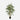 Bamboo Potted Plant