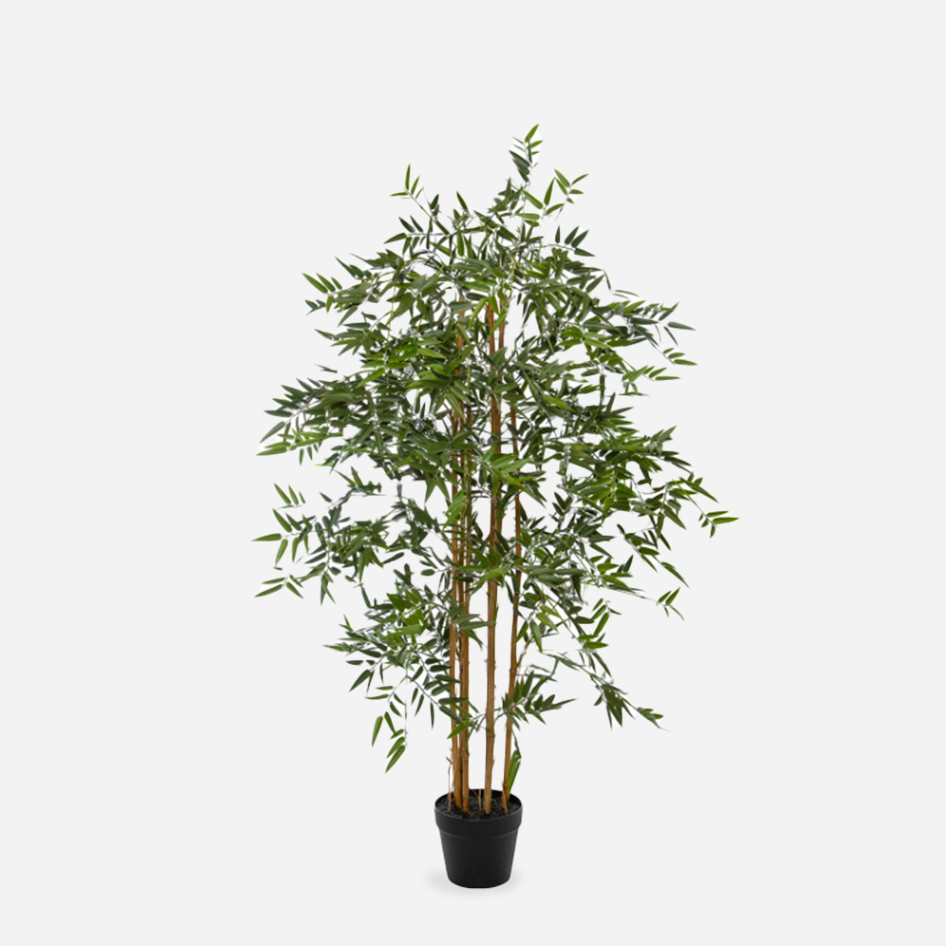potted bamboo plants uk Bamboo Potted Plant