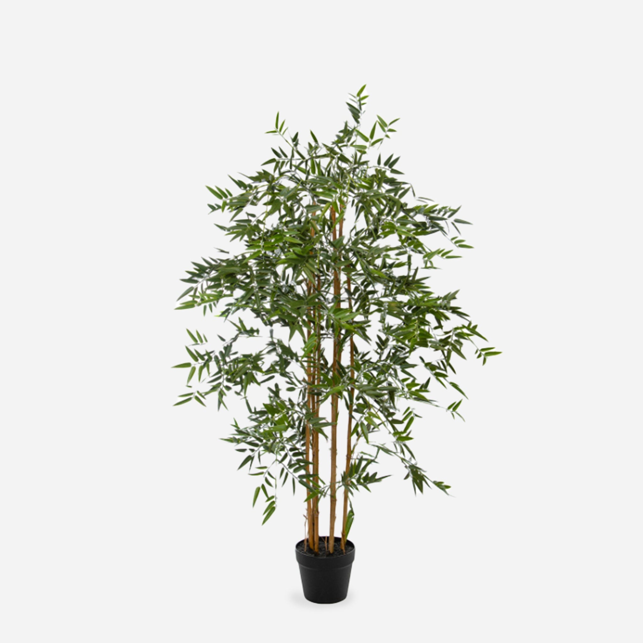 Bamboo Potted Plant