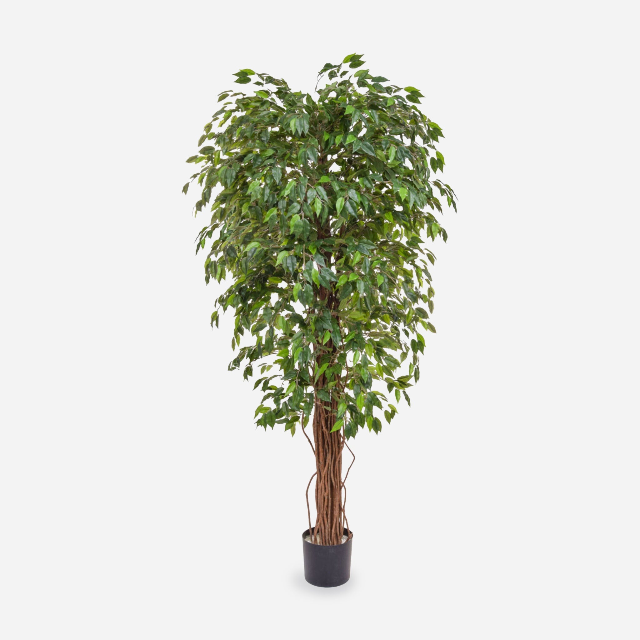 Ficus Potted Plant