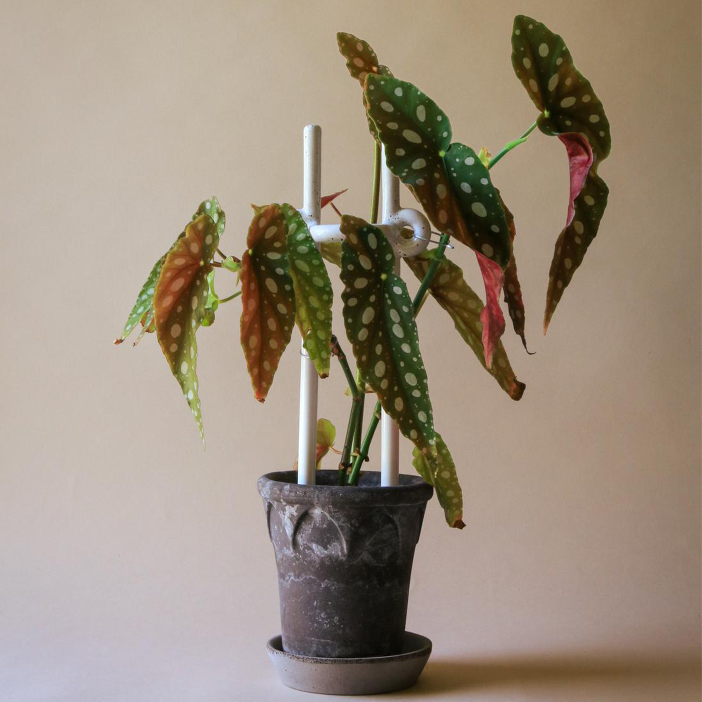 Folk Plant Stake | Hinto