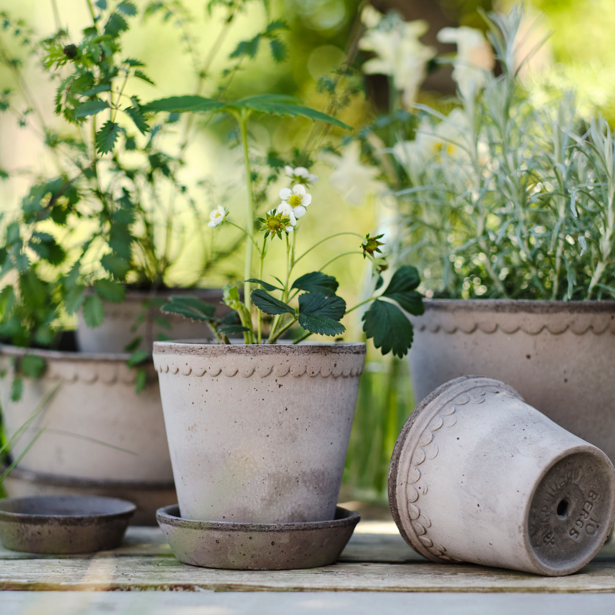 Helena Low Pot + Saucer | Grey