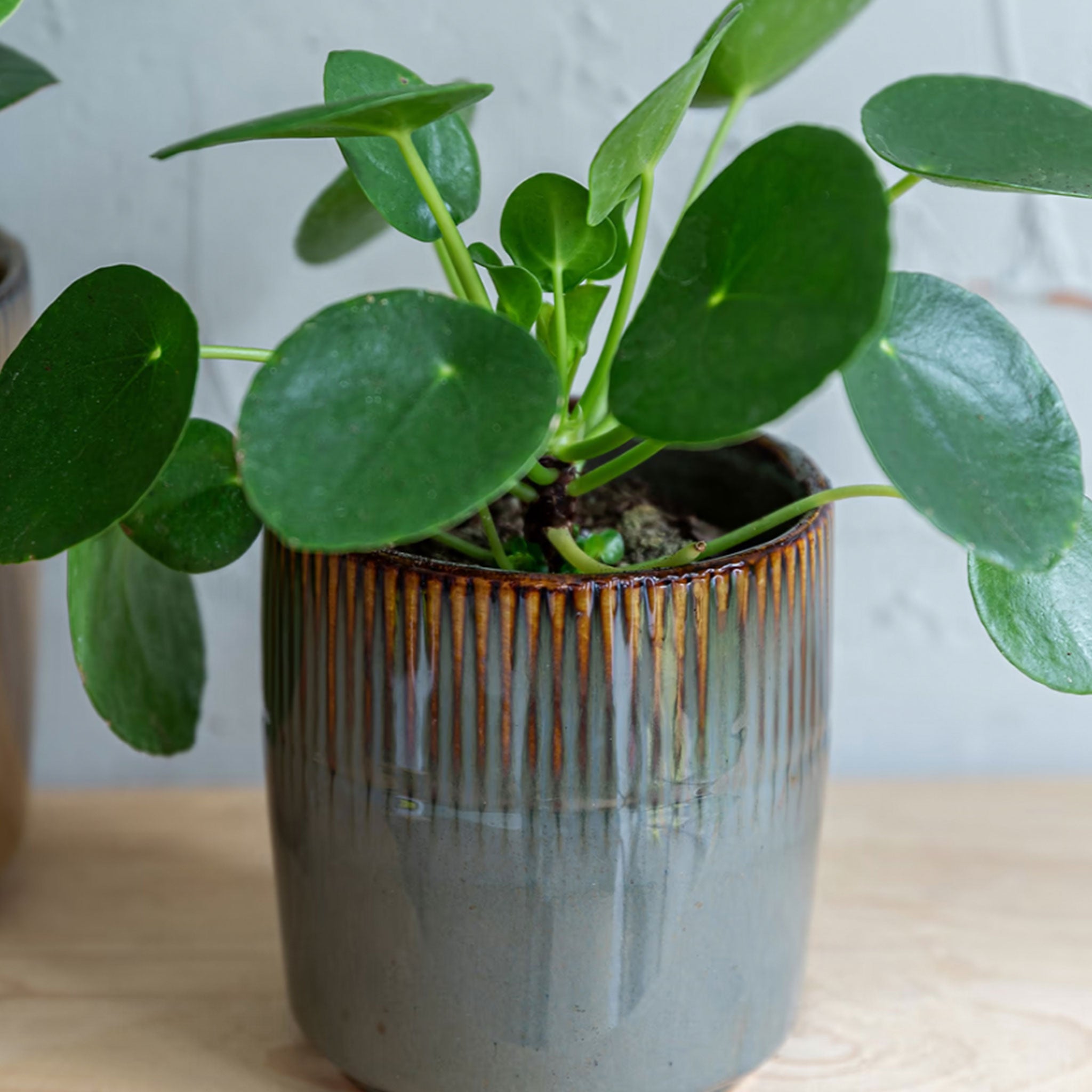 Hillesley Pot | Grey | 11cm