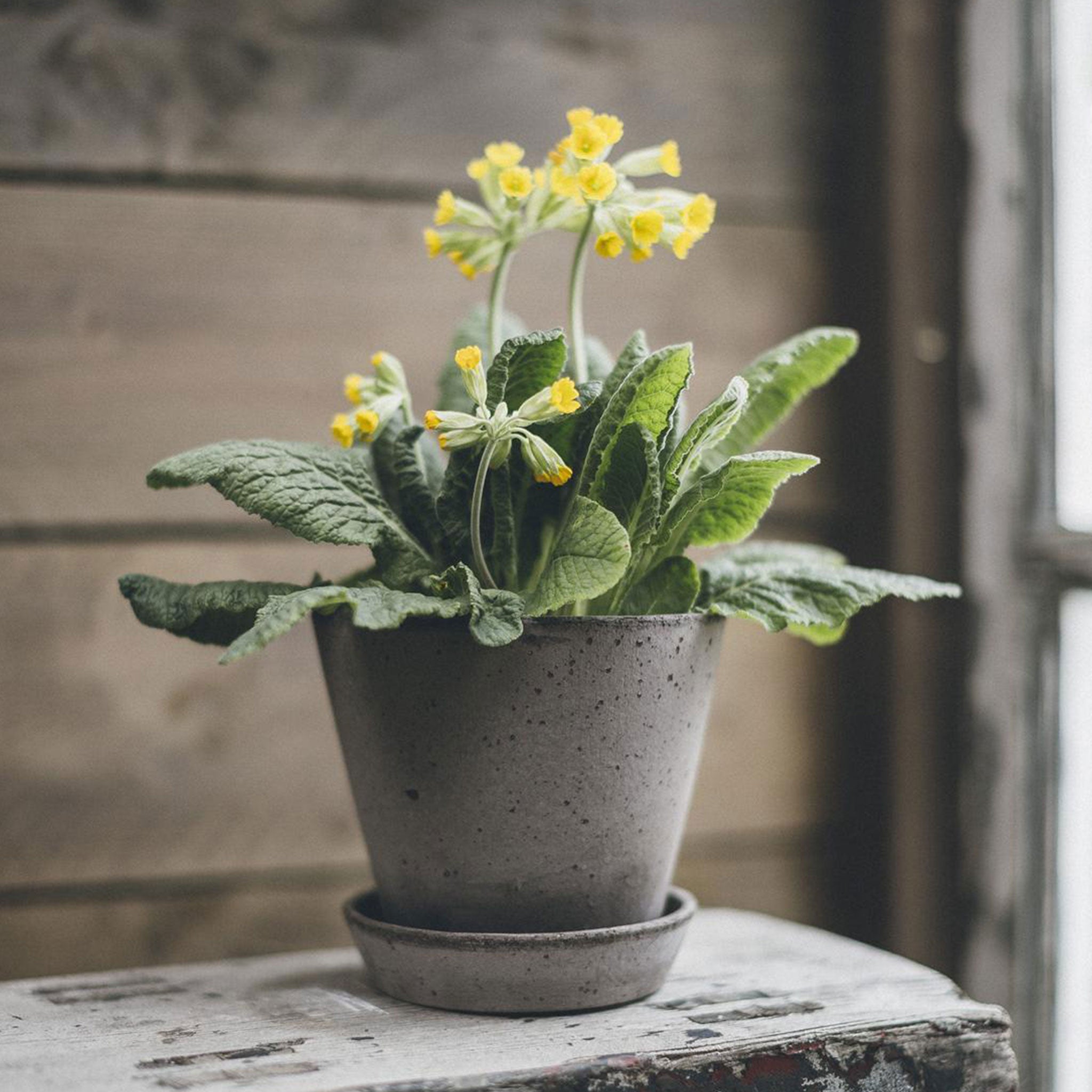 Julie Plant Pot + Saucer | Grey