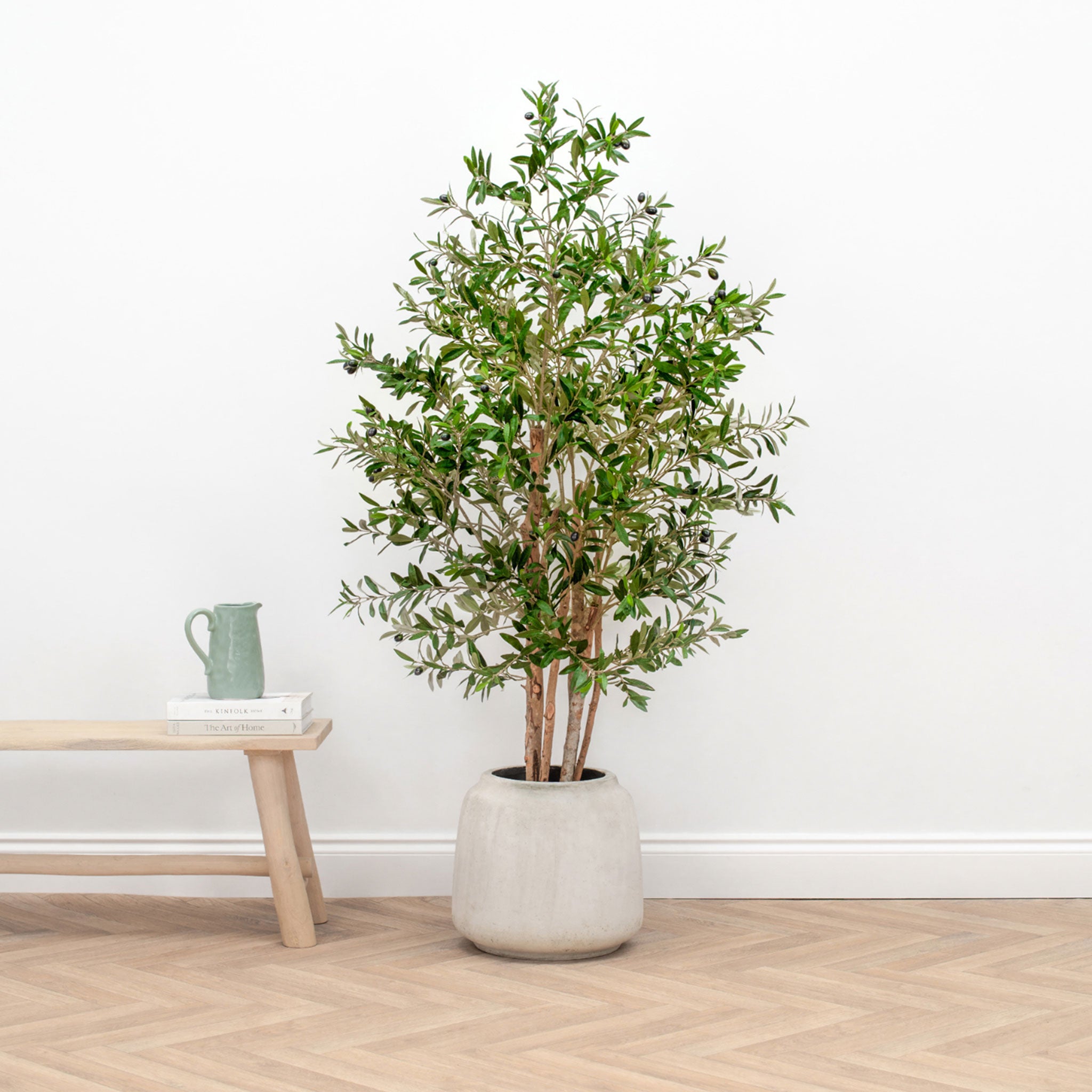 Multi Trunk Potted Olive Tree
