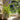 Osmington Pot | Large
