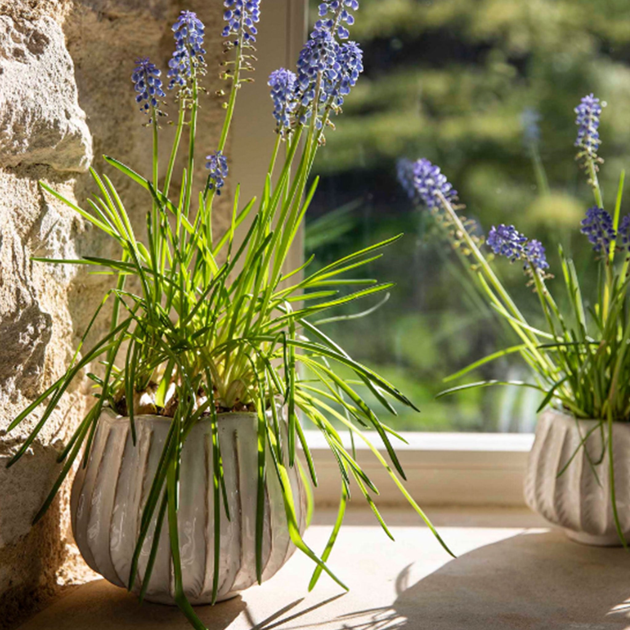 Osmington Pot | Large