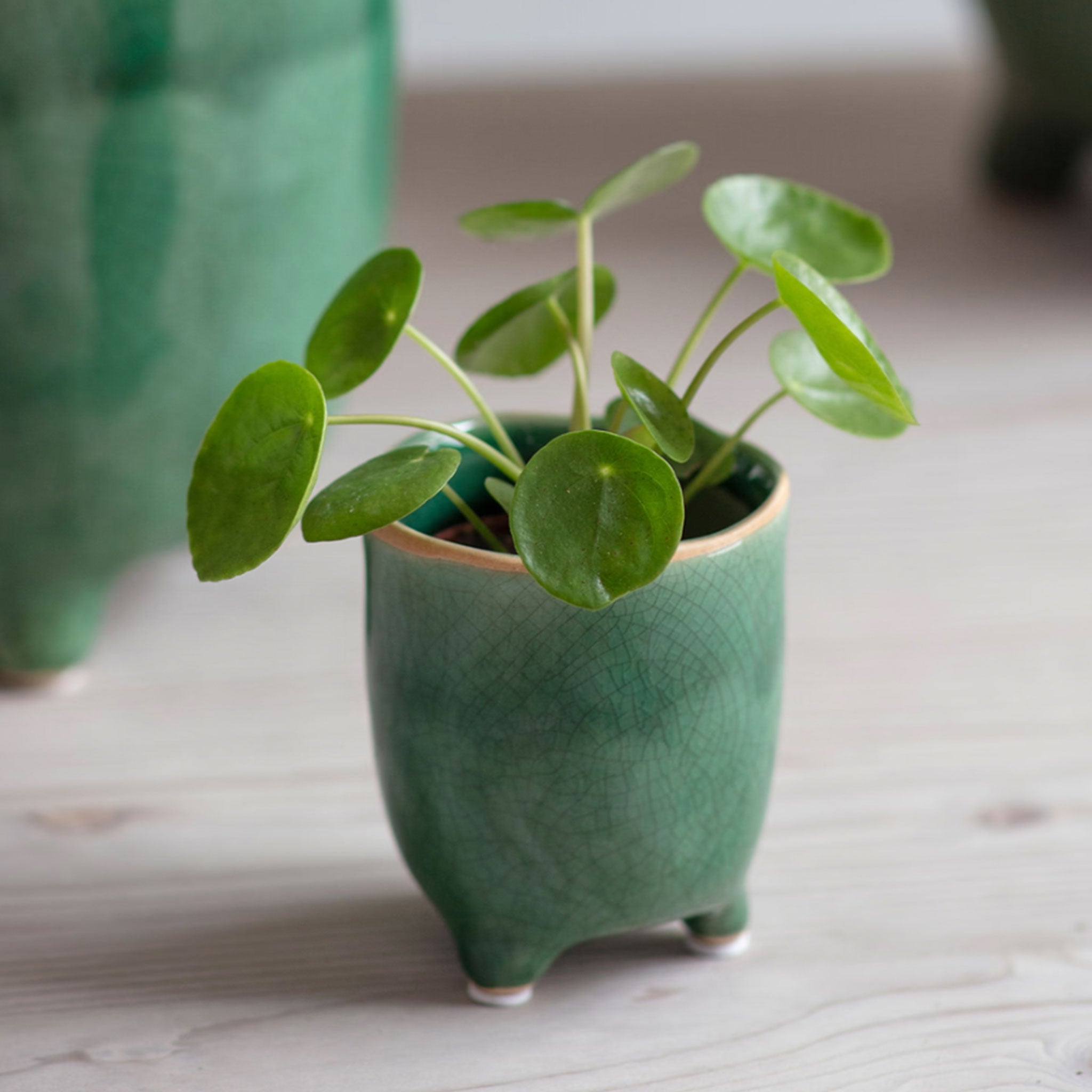Positano Pot | Forest Green | 7.2cm