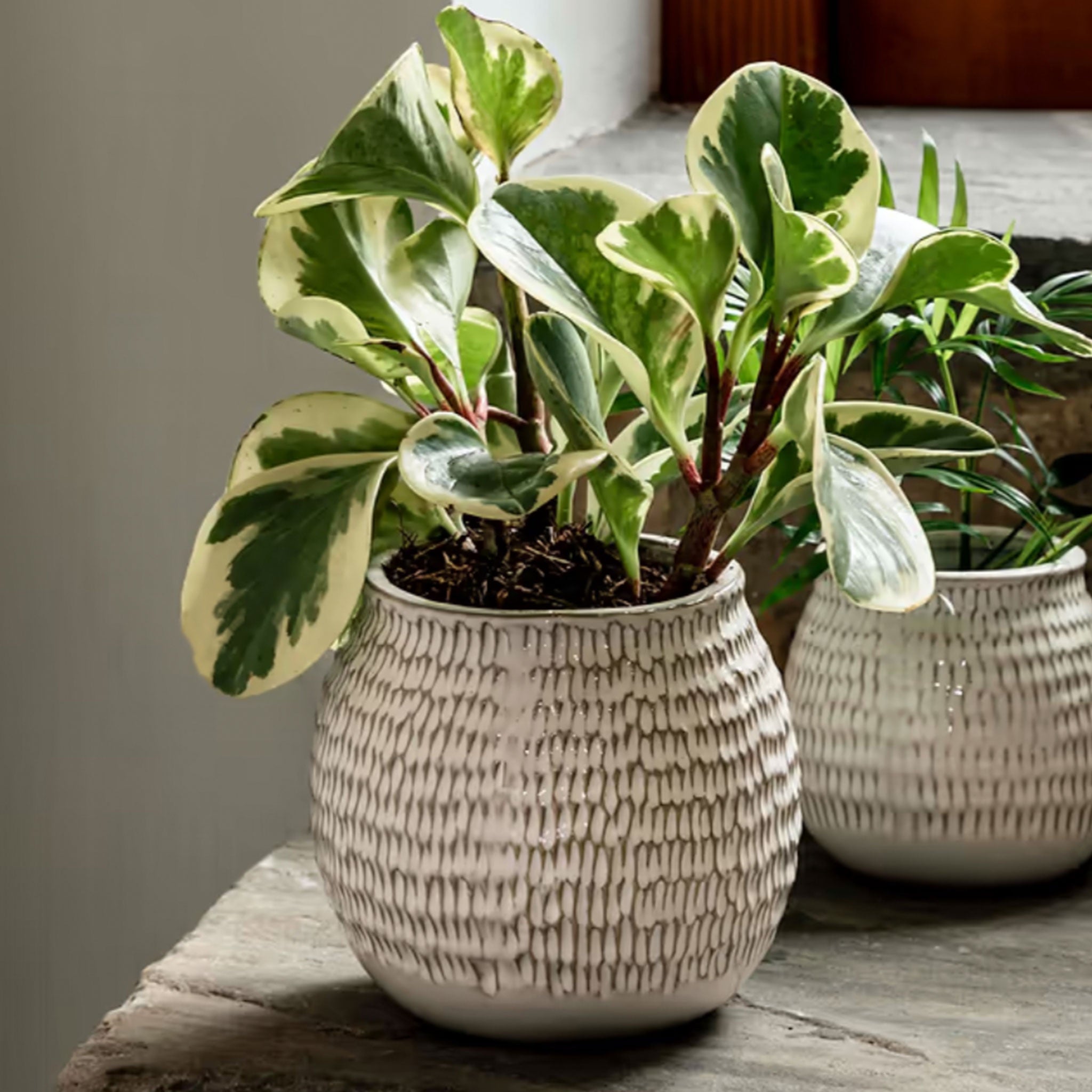 Winkleigh Pot | 14.5cm