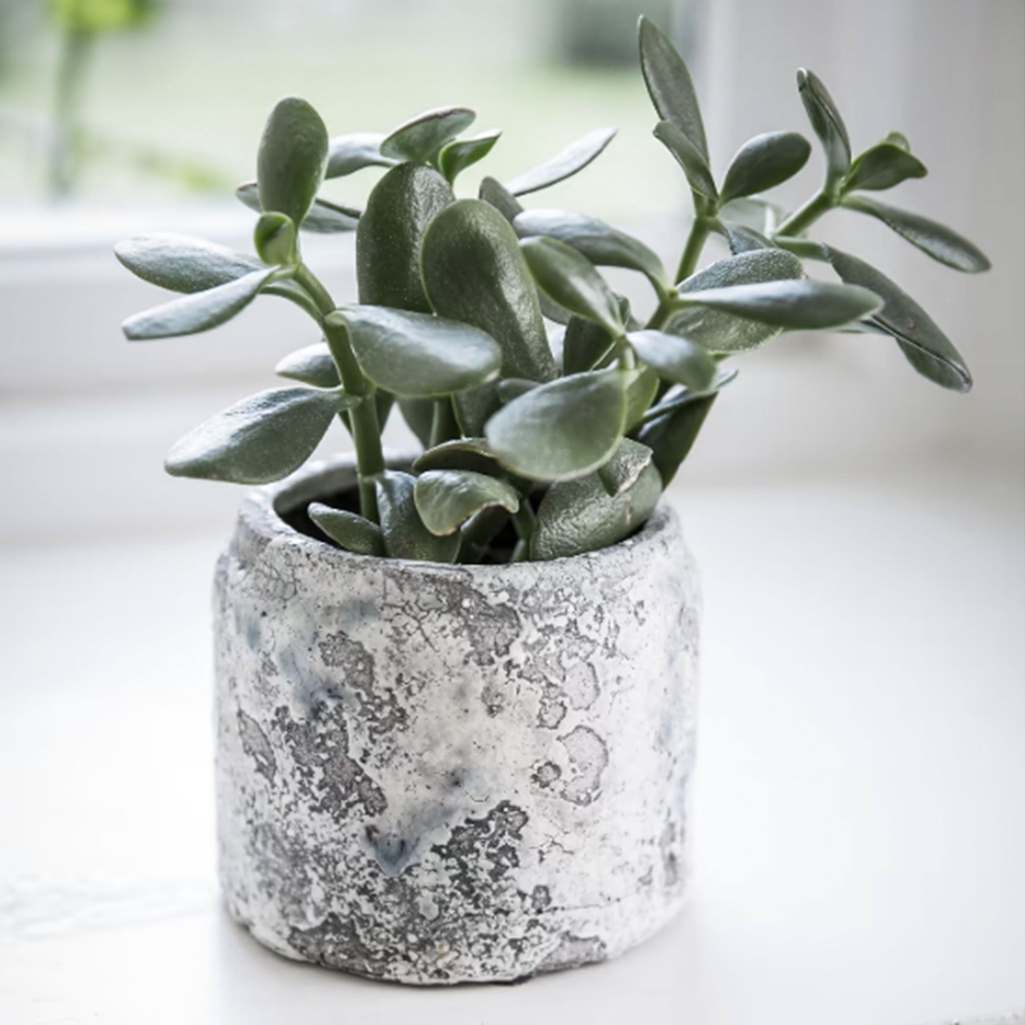 Withington Pot | 11.5cm