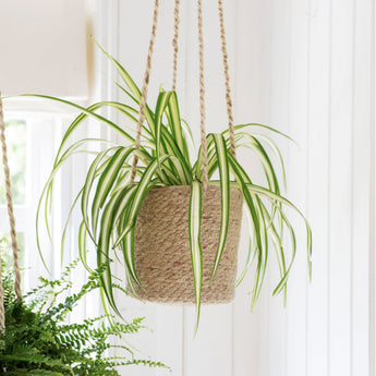 Woven Hanging Plant Pot - Tall